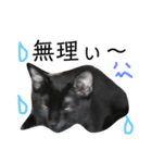 黒猫アメ（個別スタンプ：6）