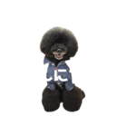 黒プーNoahの日常会話（個別スタンプ：2）
