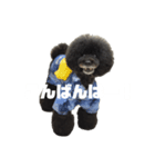 黒プーNoahの日常会話（個別スタンプ：3）