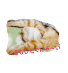 ねこちゃんず スタンプ（個別スタンプ：1）