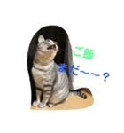ねこちゃんず スタンプ（個別スタンプ：3）