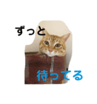 ねこちゃんず スタンプ（個別スタンプ：4）