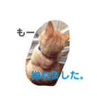 ねこちゃんず スタンプ（個別スタンプ：5）