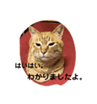 ねこちゃんず スタンプ（個別スタンプ：6）
