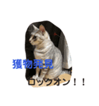 ねこちゃんず スタンプ（個別スタンプ：8）