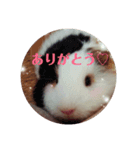 モルモットのモモ（個別スタンプ：2）