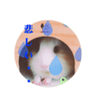モルモットのモモ（個別スタンプ：5）