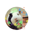 モルモットのモモ（個別スタンプ：6）