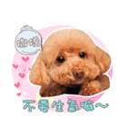 プードル 赤ちゃんの 日常生活(一)（個別スタンプ：1）