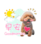 プードル 赤ちゃんの 日常生活(一)（個別スタンプ：2）