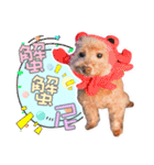 プードル 赤ちゃんの 日常生活(一)（個別スタンプ：3）