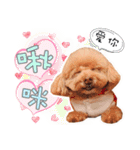 プードル 赤ちゃんの 日常生活(一)（個別スタンプ：4）