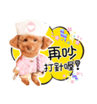 プードル 赤ちゃんの 日常生活(一)（個別スタンプ：5）
