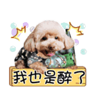プードル 赤ちゃんの 日常生活(一)（個別スタンプ：6）