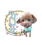 プードル 赤ちゃんの 日常生活(一)（個別スタンプ：9）