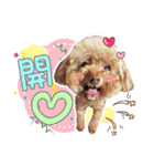 プードル 赤ちゃんの 日常生活(一)（個別スタンプ：10）
