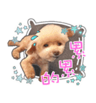 プードル 赤ちゃんの 日常生活(一)（個別スタンプ：13）