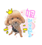 プードル 赤ちゃんの 日常生活(一)（個別スタンプ：14）