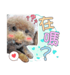 プードル 赤ちゃんの 日常生活(一)（個別スタンプ：15）