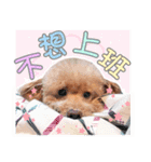 プードル 赤ちゃんの 日常生活(一)（個別スタンプ：16）