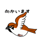 すずめ＆めじろ（個別スタンプ：13）