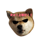 柴犬 カマハチ 2（個別スタンプ：2）