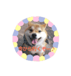 柴犬 カマハチ 2（個別スタンプ：5）