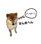 柴犬 カマハチ 2（個別スタンプ：6）