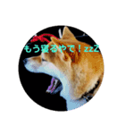 柴犬 カマハチ 2（個別スタンプ：7）