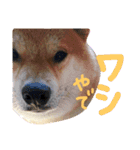 柴犬 カマハチ 2（個別スタンプ：8）