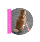 柴犬 カマハチ 2（個別スタンプ：9）