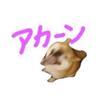 柴犬 カマハチ 2（個別スタンプ：10）