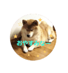 柴犬 カマハチ 2（個別スタンプ：11）