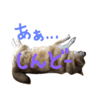 柴犬 カマハチ 2（個別スタンプ：12）