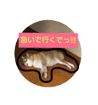 柴犬 カマハチ 2（個別スタンプ：13）