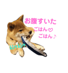 柴犬 カマハチ 2（個別スタンプ：14）