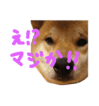 柴犬 カマハチ 2（個別スタンプ：15）
