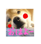 柴犬 カマハチ 2（個別スタンプ：16）