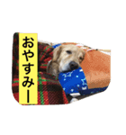 ゴールデンレトリバー・エビスのスタンプ（個別スタンプ：2）