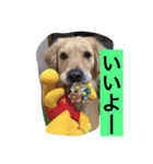 ゴールデンレトリバー・エビスのスタンプ（個別スタンプ：3）