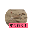 ゴールデンレトリバー・エビスのスタンプ（個別スタンプ：4）