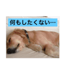 ゴールデンレトリバー・エビスのスタンプ（個別スタンプ：8）