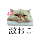 我が家のきなこさん（個別スタンプ：4）