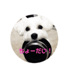ぴぃの顔スタンプ2（個別スタンプ：6）