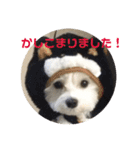 ぴぃの顔スタンプ2（個別スタンプ：21）