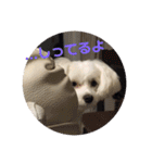 ぴぃの顔スタンプ2（個別スタンプ：23）