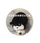 ぴぃの顔スタンプ2（個別スタンプ：24）
