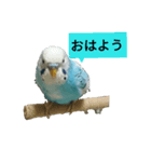 セキセイインコのぐりさま（個別スタンプ：1）