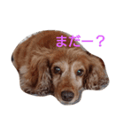 ちょいぽちゃダックス犬（個別スタンプ：1）