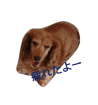ちょいぽちゃダックス犬（個別スタンプ：2）